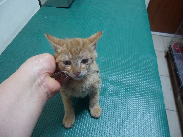 강현림동물병원_411314202300217